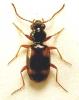 Bembidion quadrimaculatum