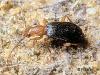 Brachinus crepitans