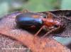 Brachinus sclopeta