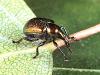 Byctiscus populi