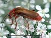 Cantharis cryptica