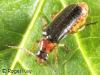 Cantharis nigra