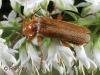 Cantharis livida