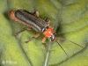 Cantharis pellucida