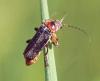 Cantharis rustica