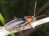 Cantharis rustica