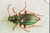 Carabus auratus