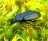 Carabus clatratus