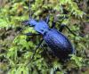 Carabus intricatus