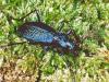 Carabus intricatus