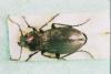 Carabus monilis