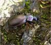 Carabus nemoralis