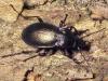 Carabus nemoralis