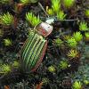 Carabus nitens