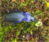 Carabus problematicus