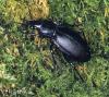 Carabus violaceus