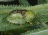 Cassida vibex