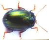 Chrysolina americana