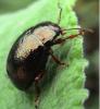 Chrysolina banksi