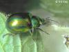 Chrysolina fastuosa