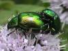 Chrysolina herbacea