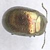 Chrysolina hyperici