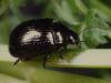 Chrysolina oricalcia