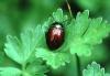 Chrysolina polita