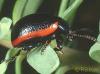 Chrysolina sanguinolenta