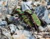 Cicindela campestris