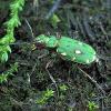 Cicindela campestris