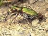 Cicindela campestris