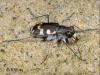 Cicindela maritima