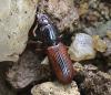 Clivina collaris