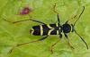 Clytus arietis