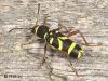 Clytus arietis