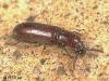 Corticeus unicolor