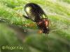 Crepidodera aurata