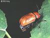 Cryptocephalus coryli