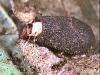 Cryptocephalus coryli