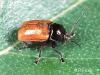 Cryptocephalus coryli