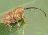 Curculio glandium