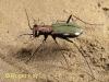 Cylindera germanica