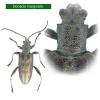 Donacia marginata