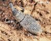 Dryophthorus corticalis