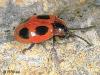 Endomychus coccineus