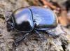 Geotrupes stercorarius