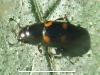 Glischrochilus hortensis