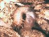 Gnorimus nobilis