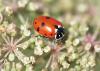 Adonis' ladybird, John Bridges www.northeastwildlife.co.uk